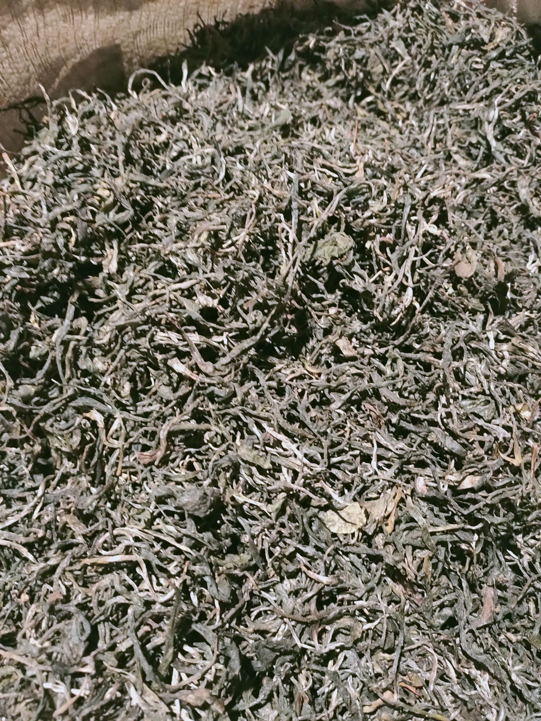 高山黑茶 今年的新春茶叶 上市了