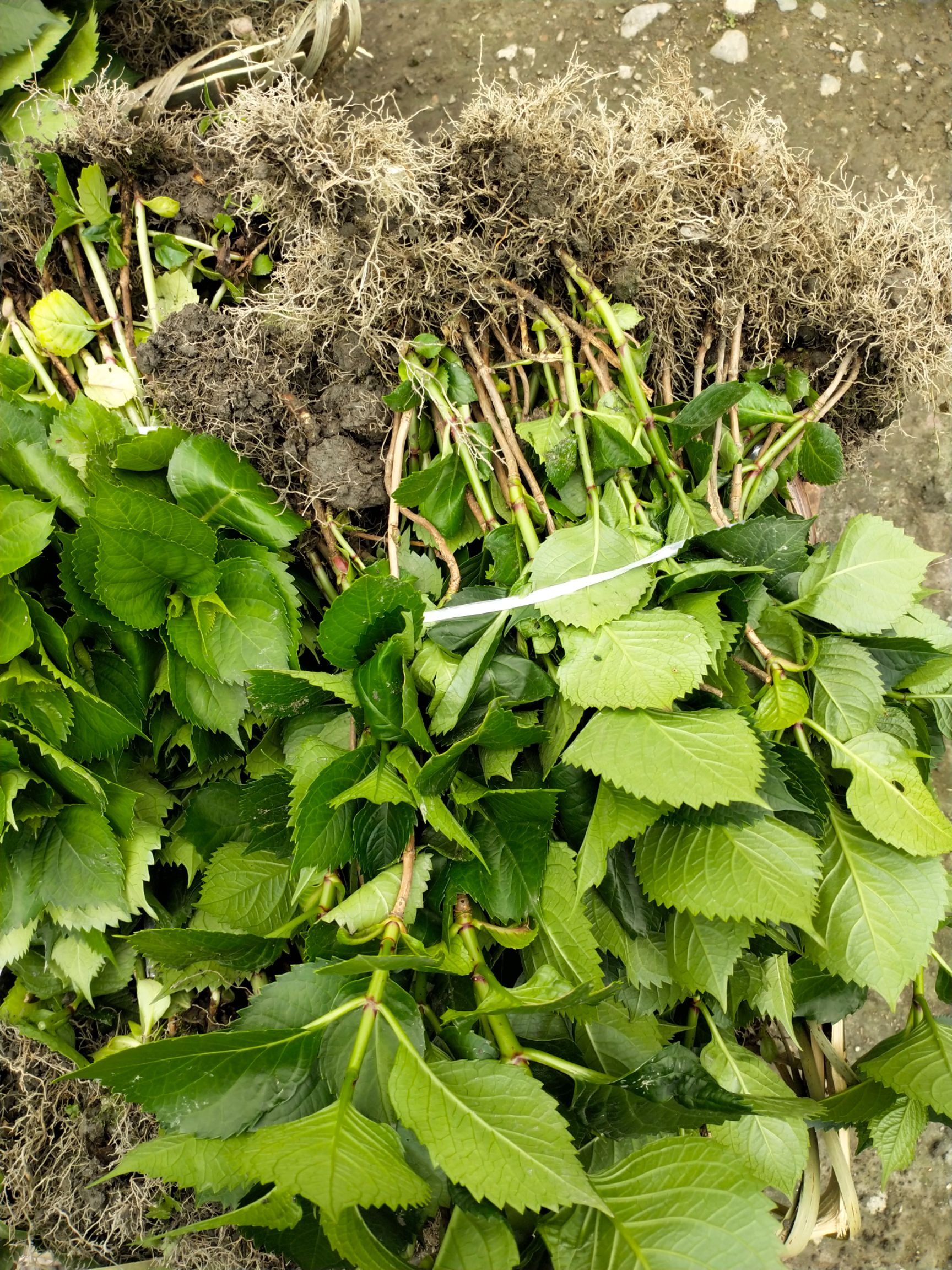 法国绣球  绣球花苗  15－25公分高，当年开花