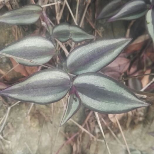 龙州县 吊竹梅