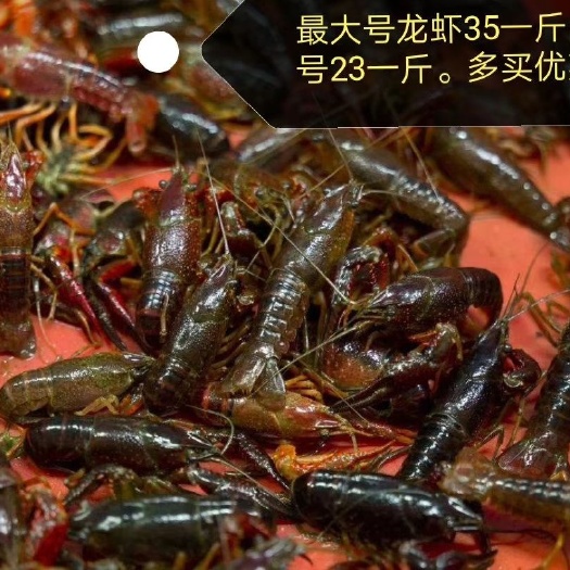 武汉青壳小龙虾 蔡甸周边龙虾送货上门（二十斤以上）