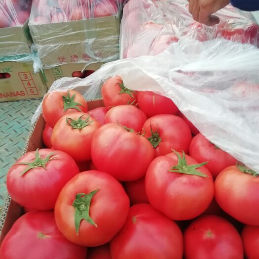 滑县硬粉西红柿  日光温室大棚硬粉弧三西红柿适合走电商，批發市場