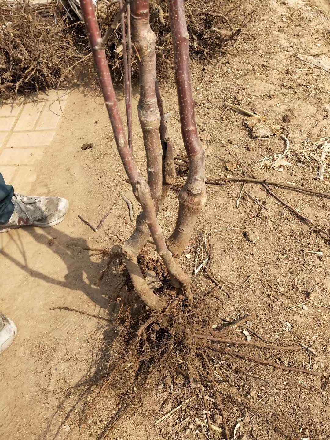 红肉苹果树苗 苹果苗