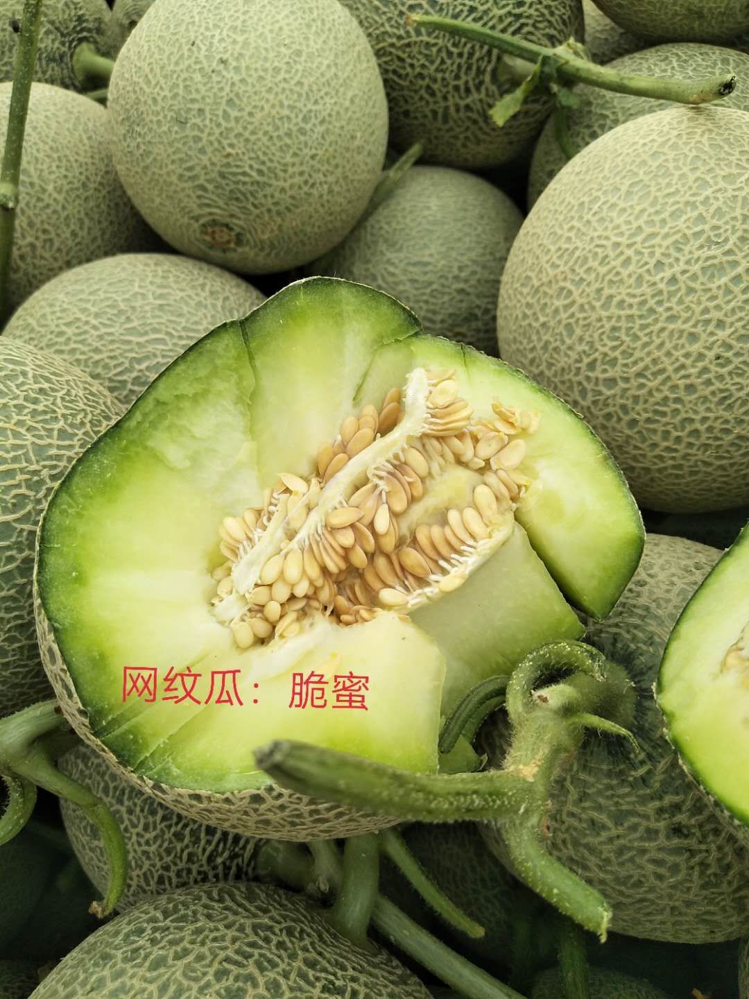 天蜜脆梨甜瓜 脆蜜