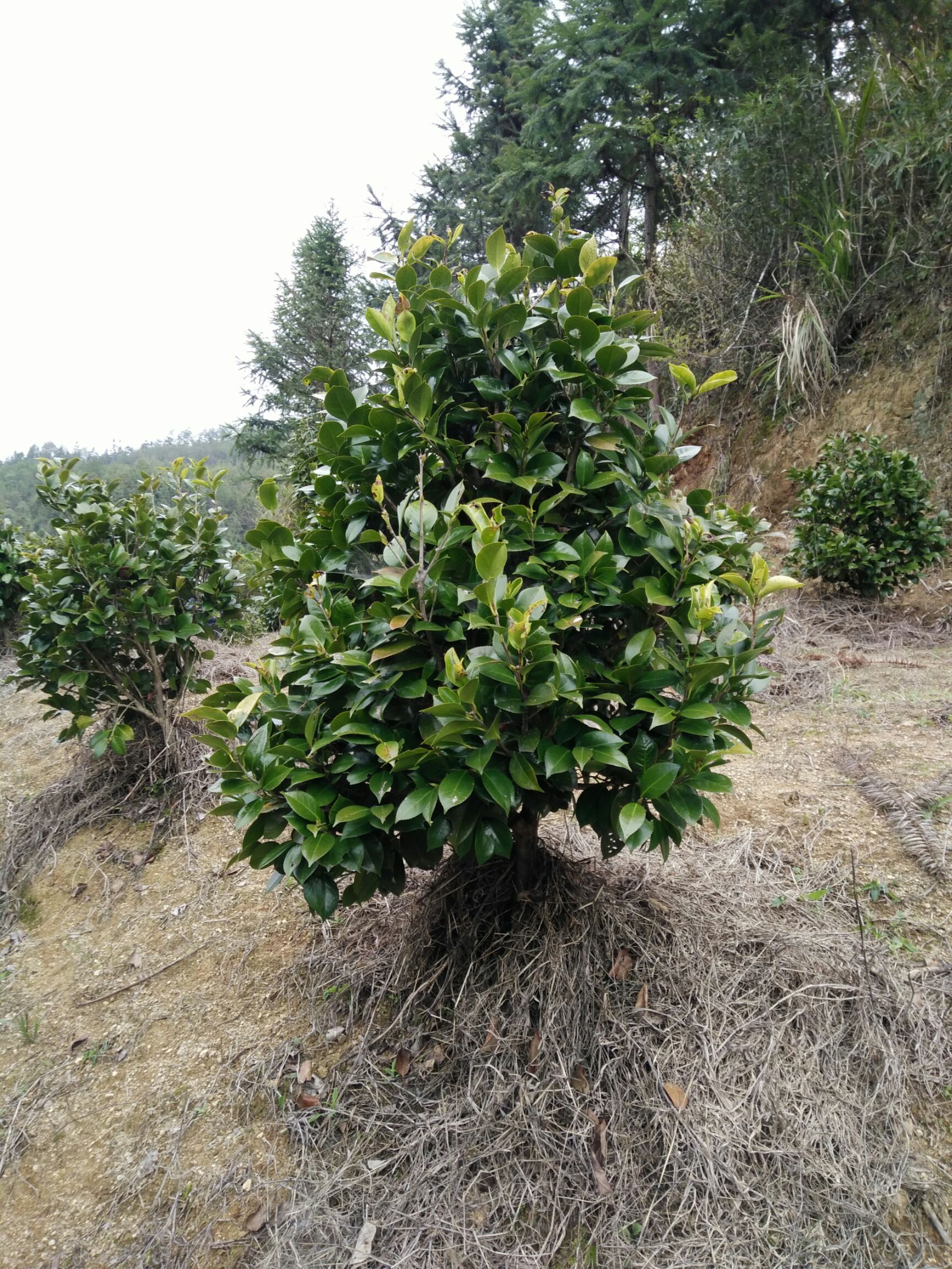  茶花，茶花球地径2一3㎝冠幅40一60㎝工程茶花球