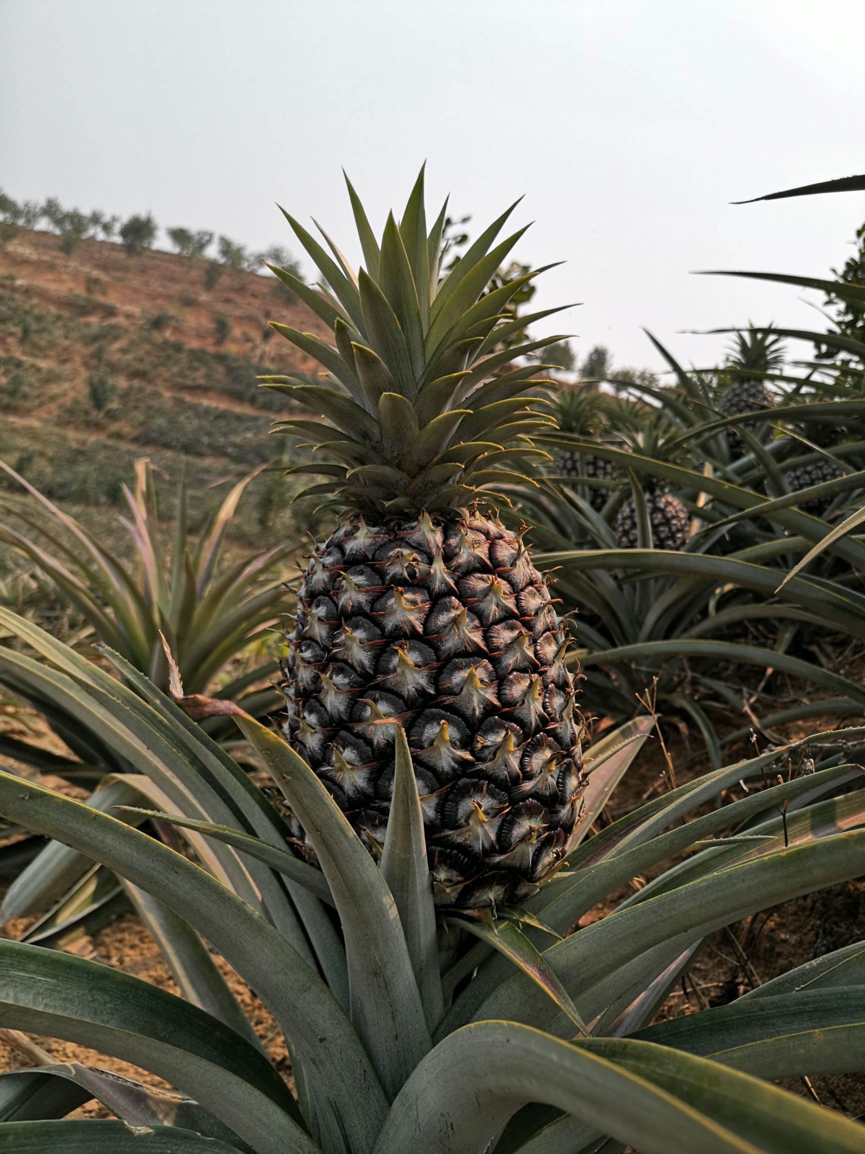  云南无眼菠萝（凤梨）一件代发微商电商直播带货供货批发