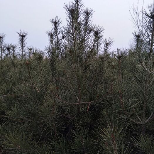蓝田县白皮松  ，绿化好苗木。笔直挺拨，枝叶浓密，造就其树形独特。
