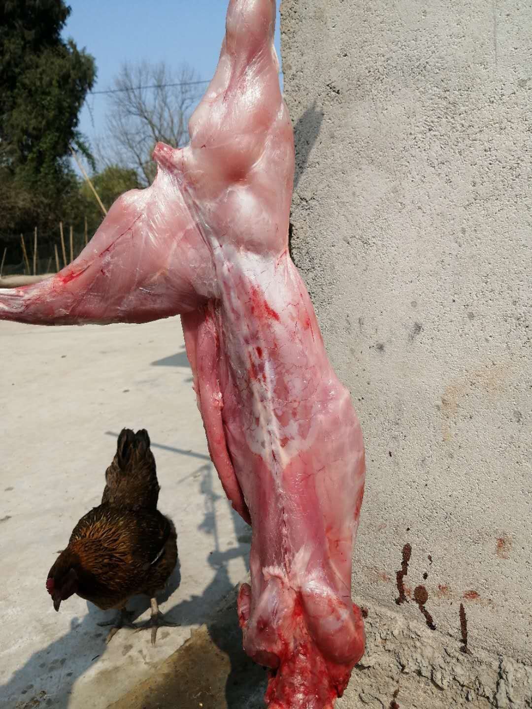 兔肉类  现杀鲜兔，无论淡季旺季，货源充足，欢迎下单！