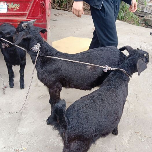 金堂县杂交羊  金堂努比亚黑山羊疫情期间远程视频选羊一律送货到家！