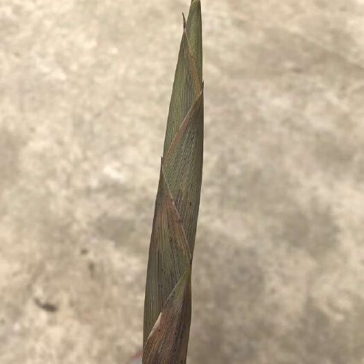 房县鲜竹荪 鲜竹笋，小竹笋