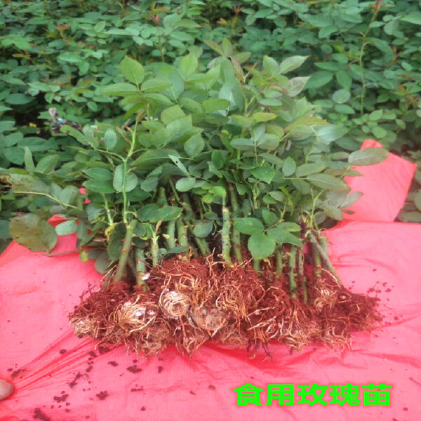  玫瑰四季开花易种植成活高