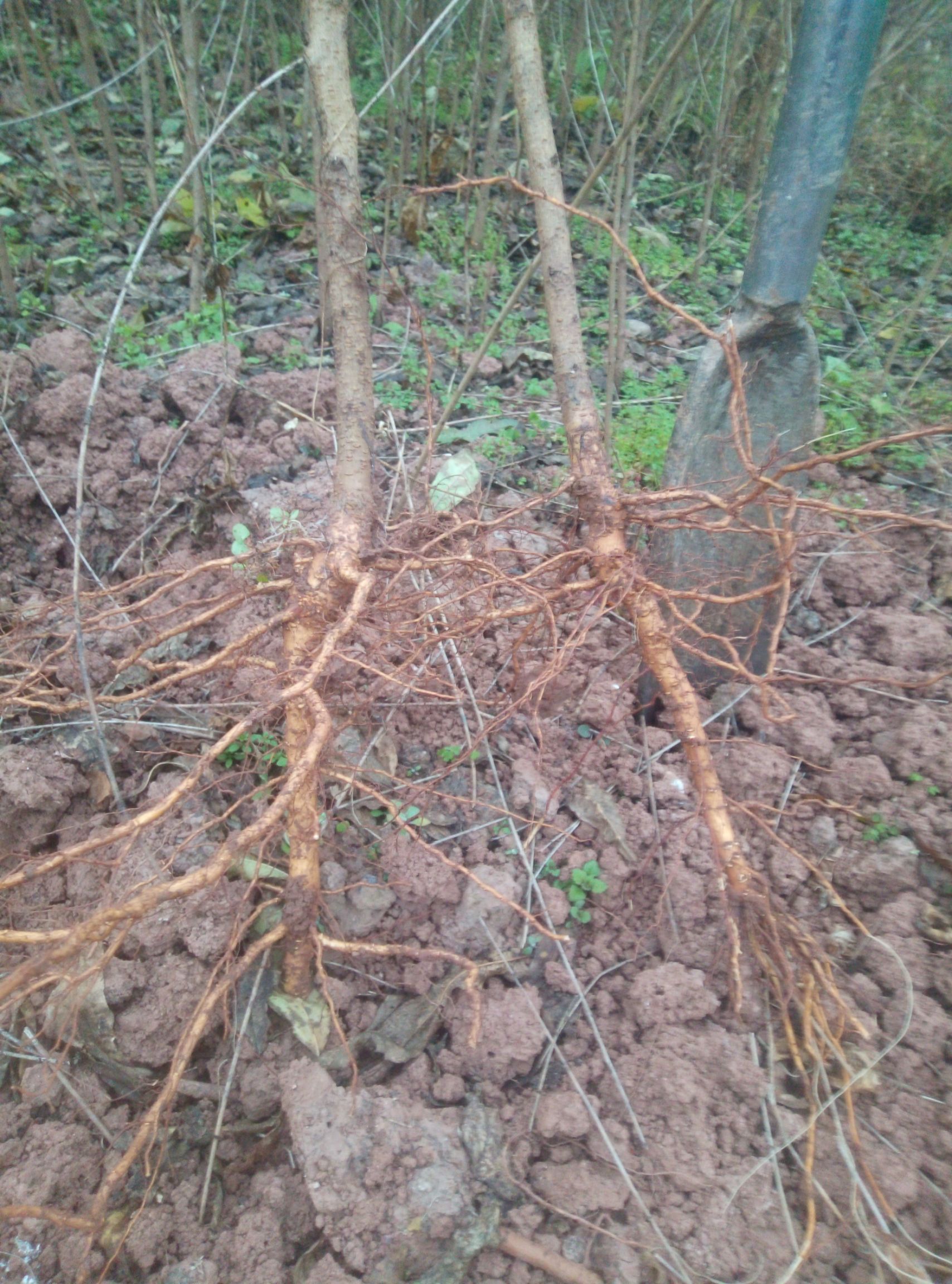 山桃苗 0.5米以下