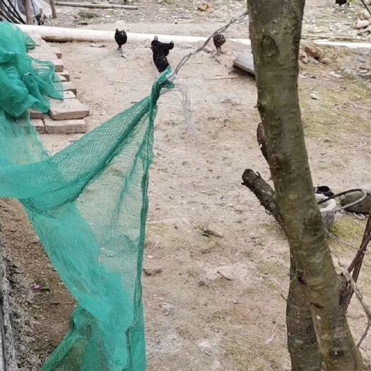 重庆市三黄鸡苗 统货