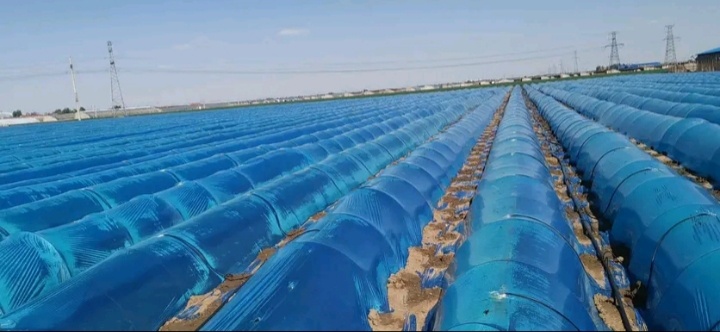 寿光市棚膜  弓膜、深蓝大姜膜大量供应，黑白地膜应有尽有