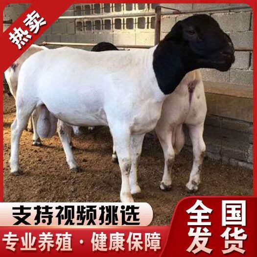 梁山县杜泊羊 黑头杜泊多羔多胎适应能力强全国各地可饲养