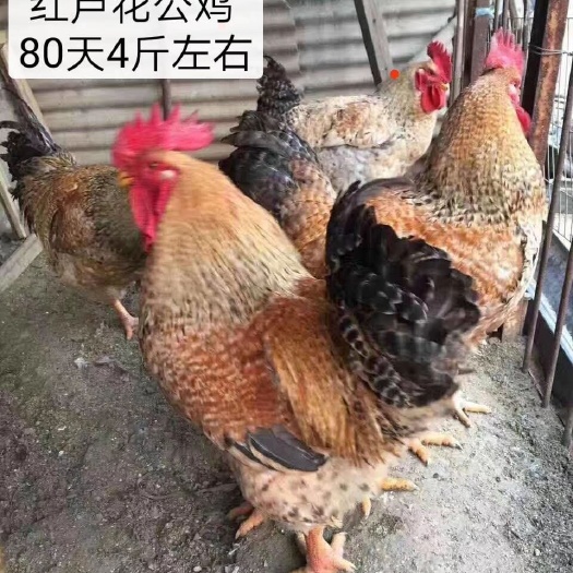 广州麻鸡苗 统货