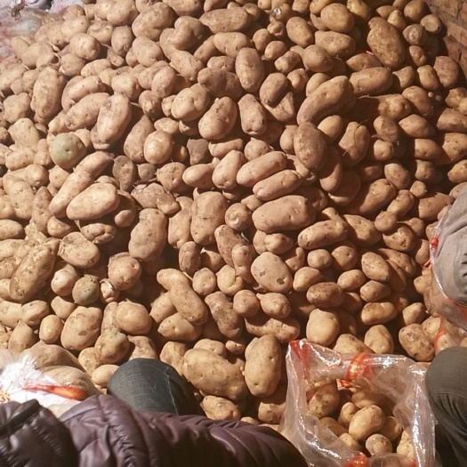 张北县226土豆 还有俩车好226 有要货的联系