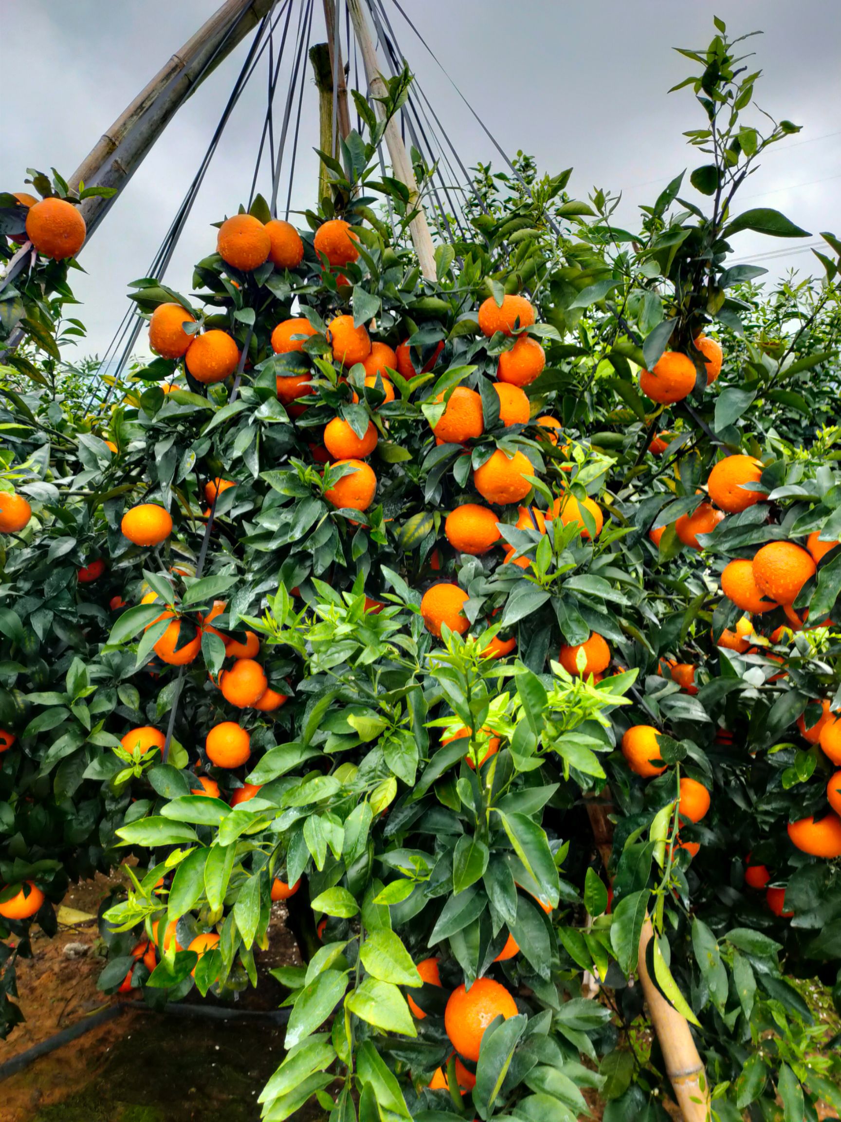 武鸣沃柑已开始大量上市，欢迎有实力果商老板来发财。