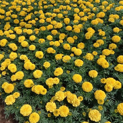 昆明 万寿菊花苗带盆易种植成活高