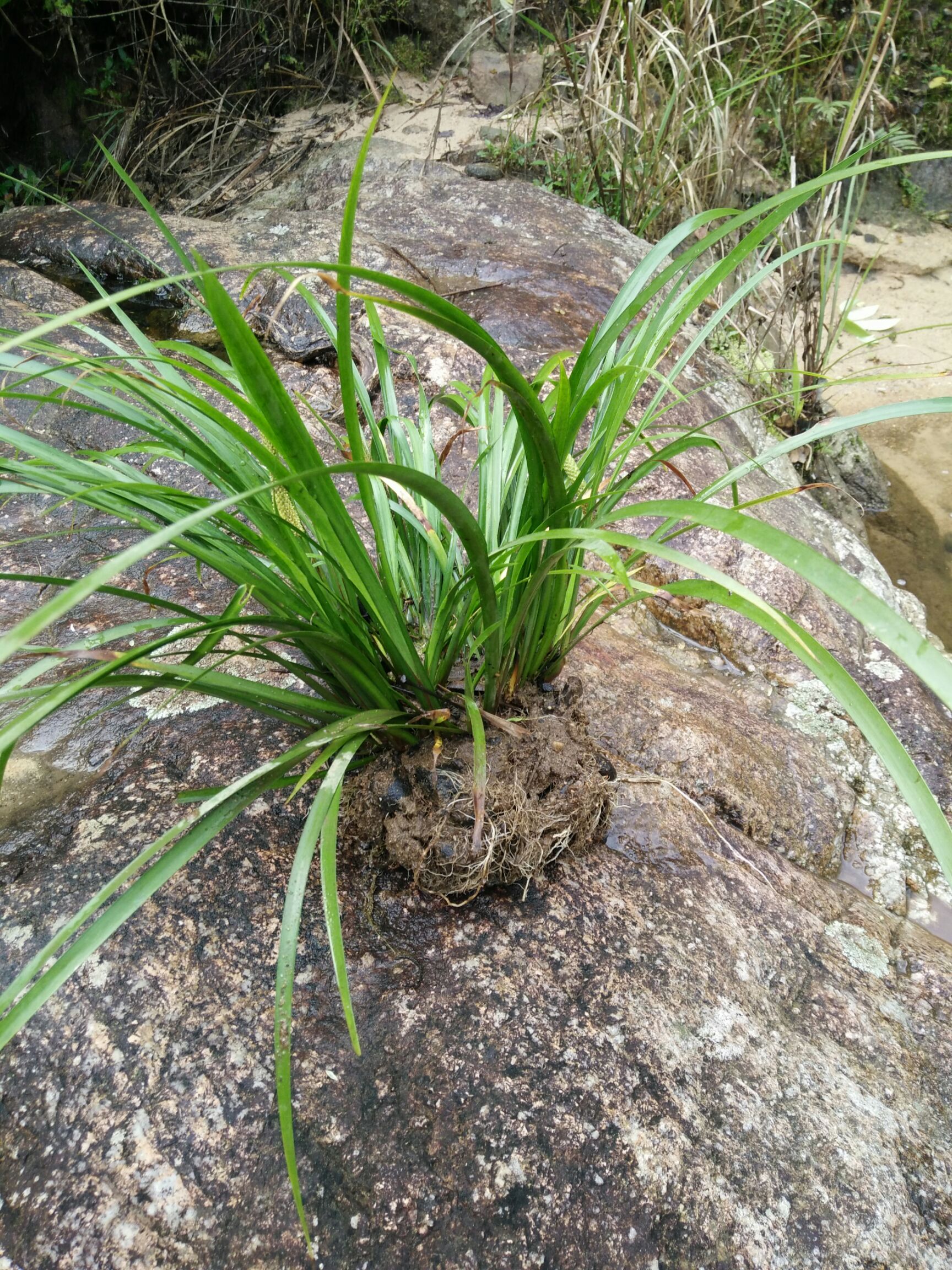 藥用石菖蒲 石菖蒲武夷山脈原生石菖蒲中草藥