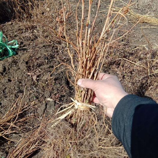 开原市珍珠梅播种苗 根系好 植株粗壮 一手货源全国包邮