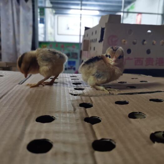 南宁 青脚鸡苗