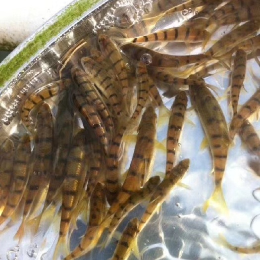 淡水石斑鱼苗 淡水石斑