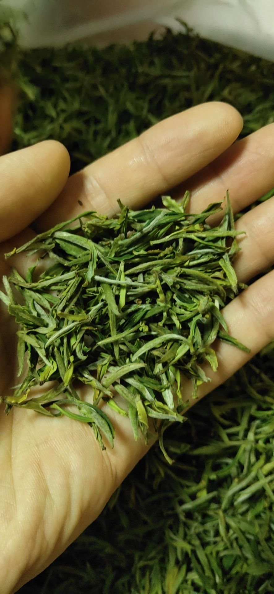 黄山毛峰一牙一叶绿茶新茶安徽毛尖嫩芽散装茶叶高山茶明前茶