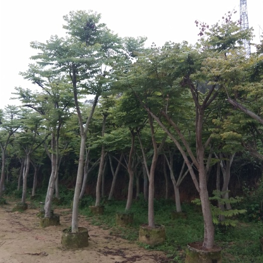 漳州 栾树