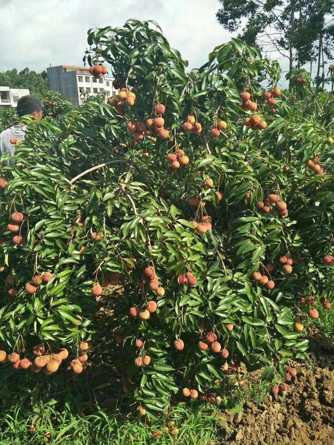  桂味荔枝苗