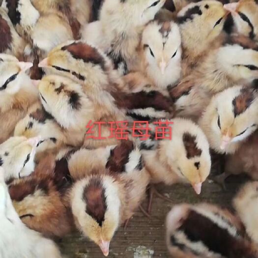 衡阳 瑶鸡苗 红瑶