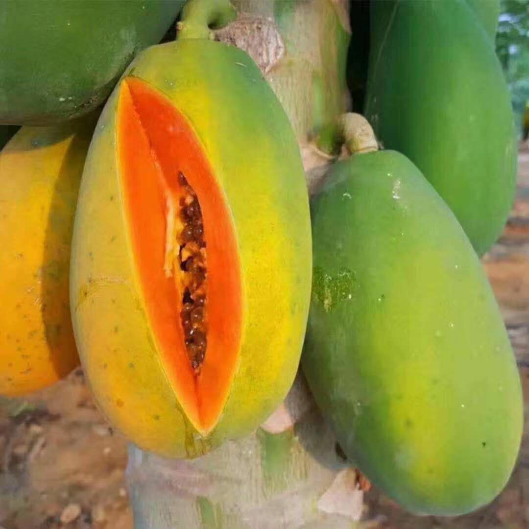  矮化水果木瓜苗