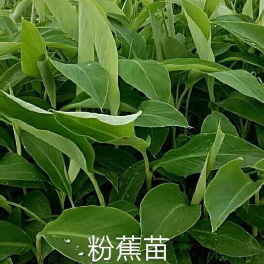横州市 粉蕉苗