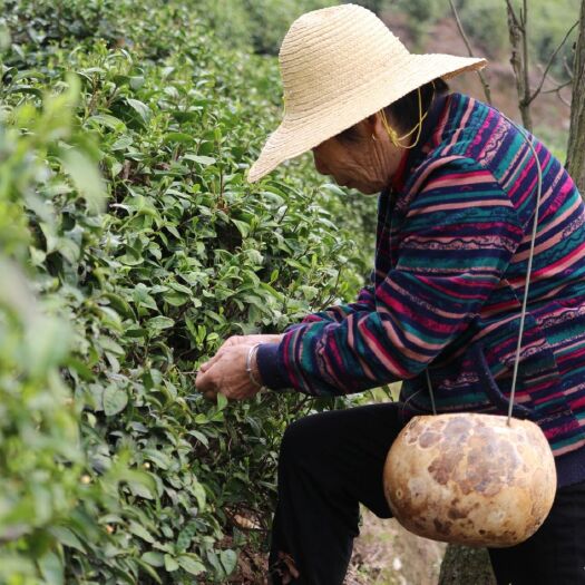 毛尖茶  21年信阳毛尖明前茶纯芽上市