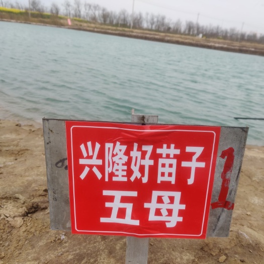 丹阳市扣蟹苗 自己购买的5母母本育苗场待育
