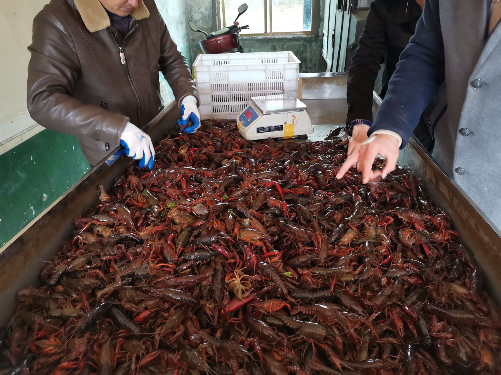  岳阳小龙虾，洞庭湖小龙虾，养殖基地直供，可长期合作！