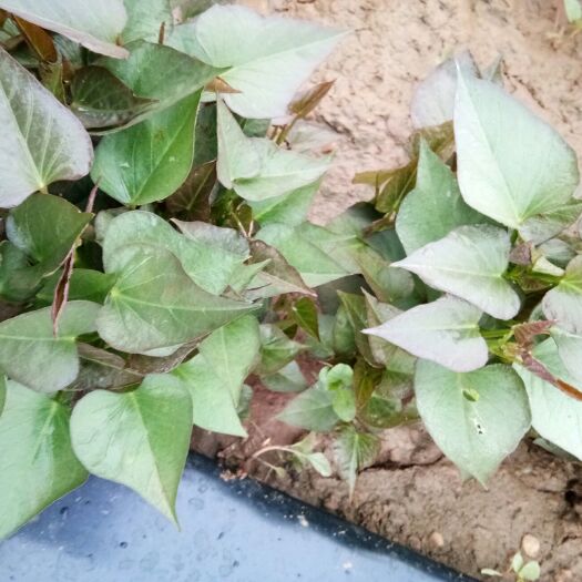 禹州市商薯19红薯苗  原种脱毒商薯19.大量批发各种优质脱毒种苗