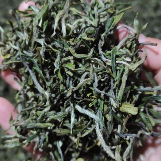 祁门县高山绿茶 自家高山揉茶，清香