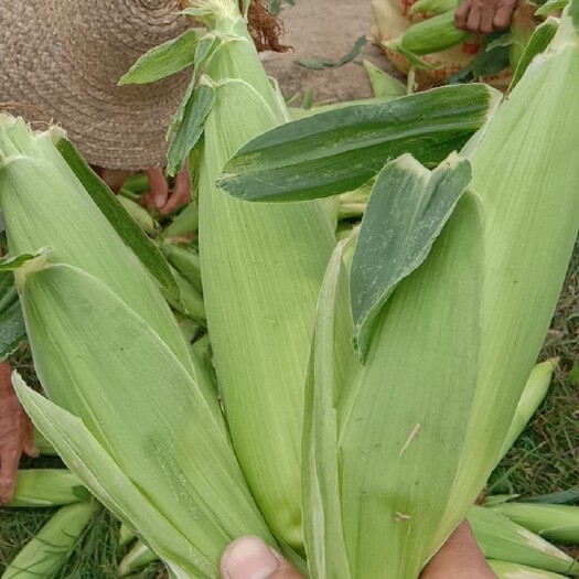 揭阳牛奶玉米 近距离现场採摘拍视频，新鲜