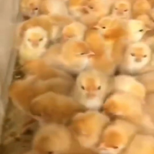南宁K9鸡苗 统货