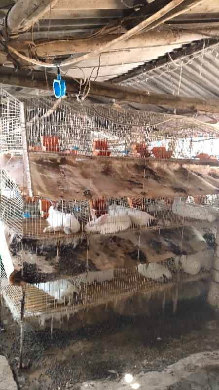 成都 现杀新鲜兔肉 批发配送商超去脚毛脚带头称重