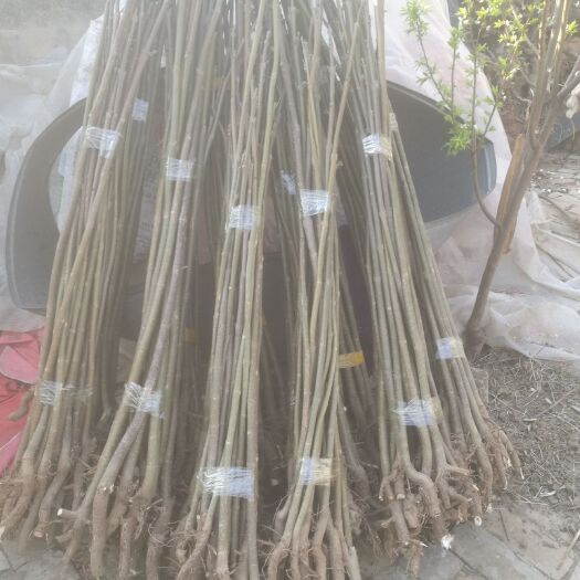 确山县旱地梧桐 泡桐