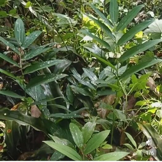 咸宁黄精种苗 新鲜黄精种植苗姜型多花黄精苗中药材