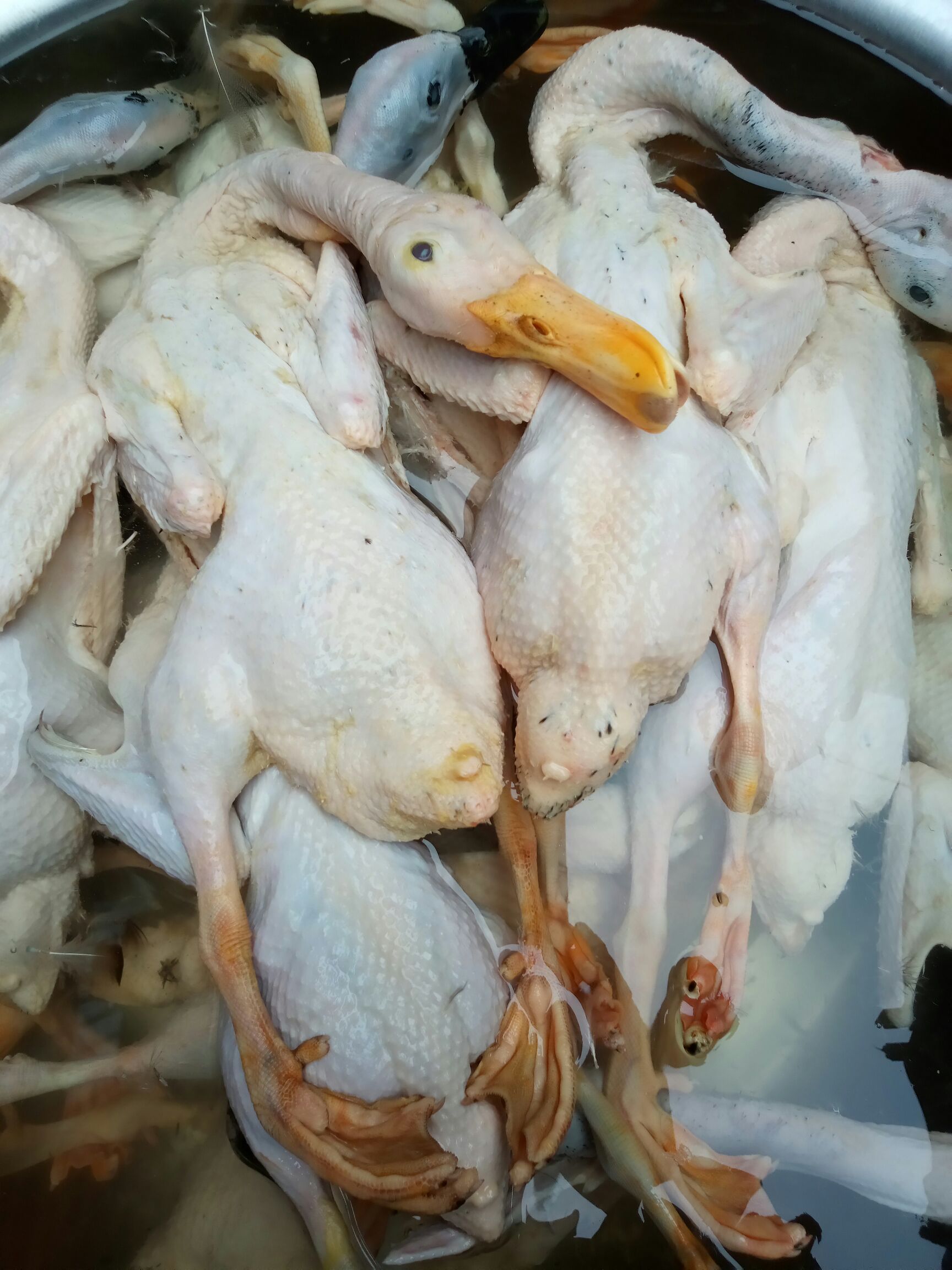 白条鸭:青头麻鸭现宰纯手工拔毛双肾实测大于鸡蛋净重1.6两