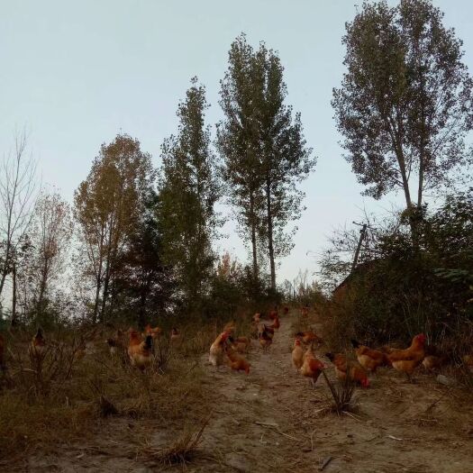 南漳县 散养土鸡