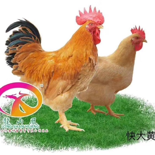 广州 九龙山珍禽 快大黄花鸡苗