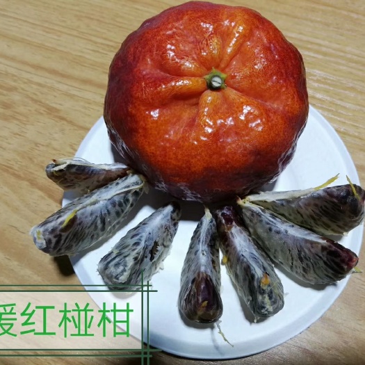 媛红碰柑苗 柑橘新贵“媛红碰柑”未来营养型水果引领者