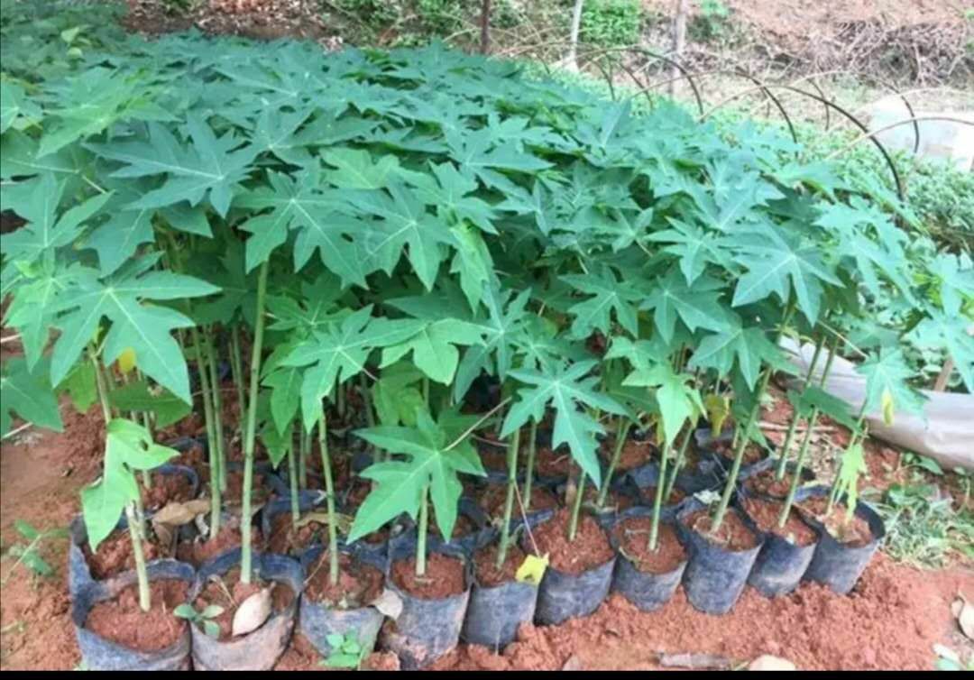  矮化水果木瓜苗