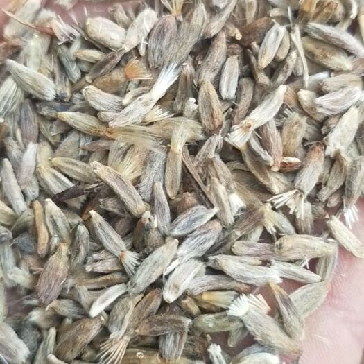 颍上县白术种子