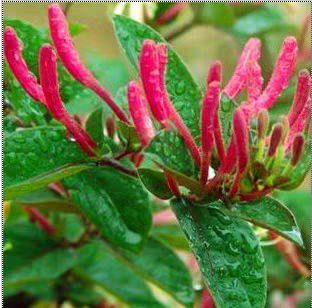 红金银花苗 红色金银花树苗