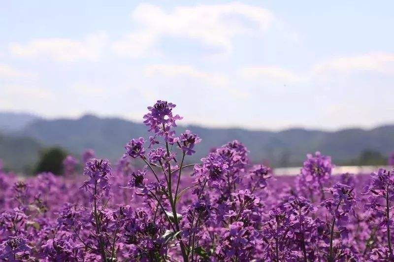  蓝香芥种子花种子四季易活花海花卉欧亚香花芥花籽庭院四季易活